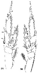 Espce Paracalanus aculeatus - Planche 11 de figures morphologiques