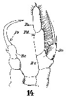 Espce Rhincalanus nasutus - Planche 12 de figures morphologiques