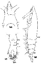 Espce Rhincalanus nasutus - Planche 15 de figures morphologiques