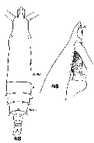 Espce Rhincalanus rostrifrons - Planche 6 de figures morphologiques