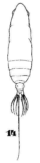 Espce Subeucalanus monachus - Planche 8 de figures morphologiques