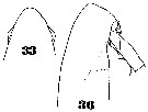Espce Subeucalanus monachus - Planche 9 de figures morphologiques