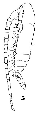 Espce Subeucalanus monachus - Planche 10 de figures morphologiques