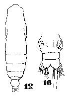 Espce Subeucalanus subcrassus - Planche 9 de figures morphologiques