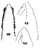 Espce Subeucalanus pileatus - Planche 12 de figures morphologiques