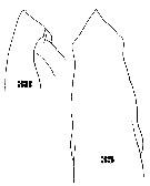 Espce Subeucalanus mucronatus - Planche 8 de figures morphologiques