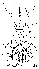Espce Pareucalanus attenuatus - Planche 20 de figures morphologiques