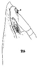 Species Pareucalanus attenuatus - Plate 23 of morphological figures