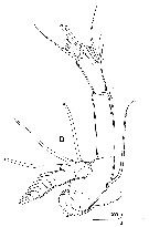 Espce Rhincalanus nasutus - Planche 16 de figures morphologiques