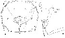 Espce Stephos lucayensis - Planche 4 de figures morphologiques