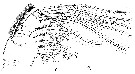 Espce Calanus finmarchicus - Planche 20 de figures morphologiques