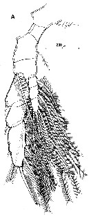 Espce Haloptilus oxycephalus - Planche 12 de figures morphologiques