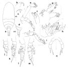 Espce Mixtocalanus alter - Planche 2 de figures morphologiques