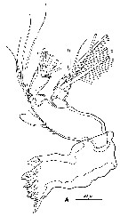 Espce Pseudocyclops bahamensis - Planche 5 de figures morphologiques