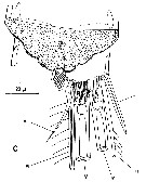 Espce Pseudocyclops bahamensis - Planche 6 de figures morphologiques