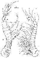 Espce Pseudocyclops bahamensis - Planche 7 de figures morphologiques