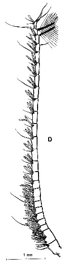 Espce Pareucalanus attenuatus - Planche 24 de figures morphologiques