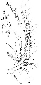 Espce Acartia (Acartiura) clausi - Planche 39 de figures morphologiques
