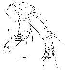 Espce Pleuromamma xiphias - Planche 34 de figures morphologiques