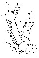 Espce Calanus finmarchicus - Planche 18 de figures morphologiques