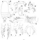 Espce Archescolecithrix auropecten - Planche 1 de figures morphologiques