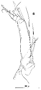 Espce Anomalocera patersoni - Planche 28 de figures morphologiques