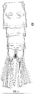 Espce Pseudocyclops bahamensis - Planche 9 de figures morphologiques