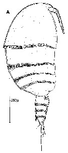 Espce Pseudocyclops bahamensis - Planche 11 de figures morphologiques