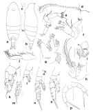 Espce Scopalatum gibbera - Planche 1 de figures morphologiques