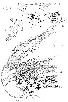 Espce Pleuromamma xiphias - Planche 37 de figures morphologiques