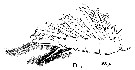 Espce Rhincalanus nasutus - Planche 17 de figures morphologiques