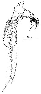 Espce Acartia (Acartiura) clausi - Planche 40 de figures morphologiques