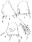 Espce Centropages typicus - Planche 6 de figures morphologiques