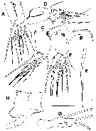 Espce Maemonstrilla turgida - Planche 6 de figures morphologiques