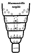 Espce Maemonstrilla turgida - Planche 9 de figures morphologiques