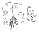 Species Temora stylifera - Plate 2 of morphological figures