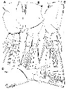 Espce Maemonstrilla spinicoxa - Planche 4 de figures morphologiques