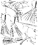 Espce Maemonstrilla hyottoko - Planche 5 de figures morphologiques