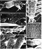 Espce Maemonstrilla spinicoxa - Planche 1 de figures morphologiques