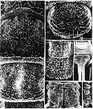 Espce Maemonstrilla okame - Planche 4 de figures morphologiques