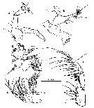 Espce Ridgewayia stygia - Planche 2 de figures morphologiques