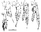 Species Ridgewayia stygia - Plate 3 of morphological figures