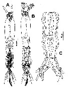Species Cymbasoma cocoense - Plate 1 of morphological figures