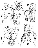 Species Cymbasoma cocoense - Plate 2 of morphological figures