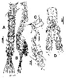 Espce Monstrillopsis chathamensis - Planche 1 de figures morphologiques