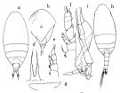 Espce Scolecithrix bradyi - Planche 1 de figures morphologiques