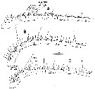 Espce Calanus pacificus - Planche 7 de figures morphologiques
