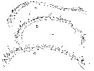 Espce Calanoides philippinensis - Planche 3 de figures morphologiques