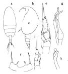 Espce Scolecithricella vittata - Planche 1 de figures morphologiques