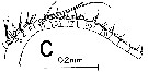 Espce Canthocalanus pauper - Planche 7 de figures morphologiques